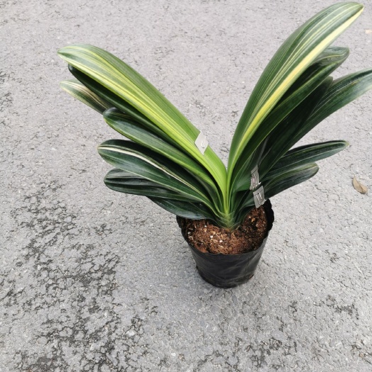 漳平市君子兰盆栽  彩兰君子兰基地一直销，精挑细选，原装带土发货