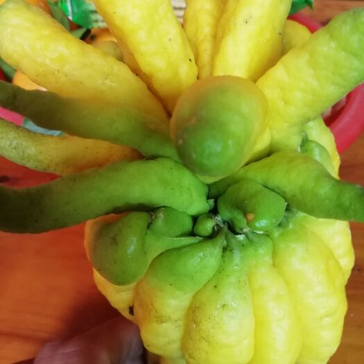 德庆县广佛手 