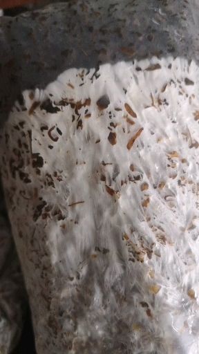 大球盖菇菌种  供应赤松茸栽培种，免费提供技术，回收产品