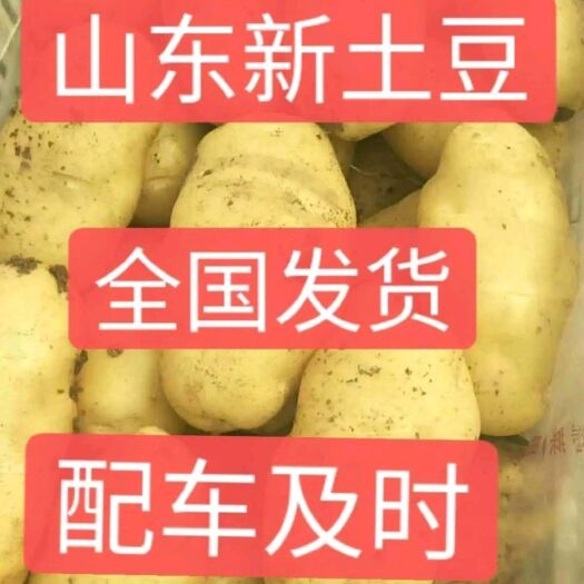 沂水县荷兰15  荷兰十五土豆，山东土豆大量上市，果型好，个头大，