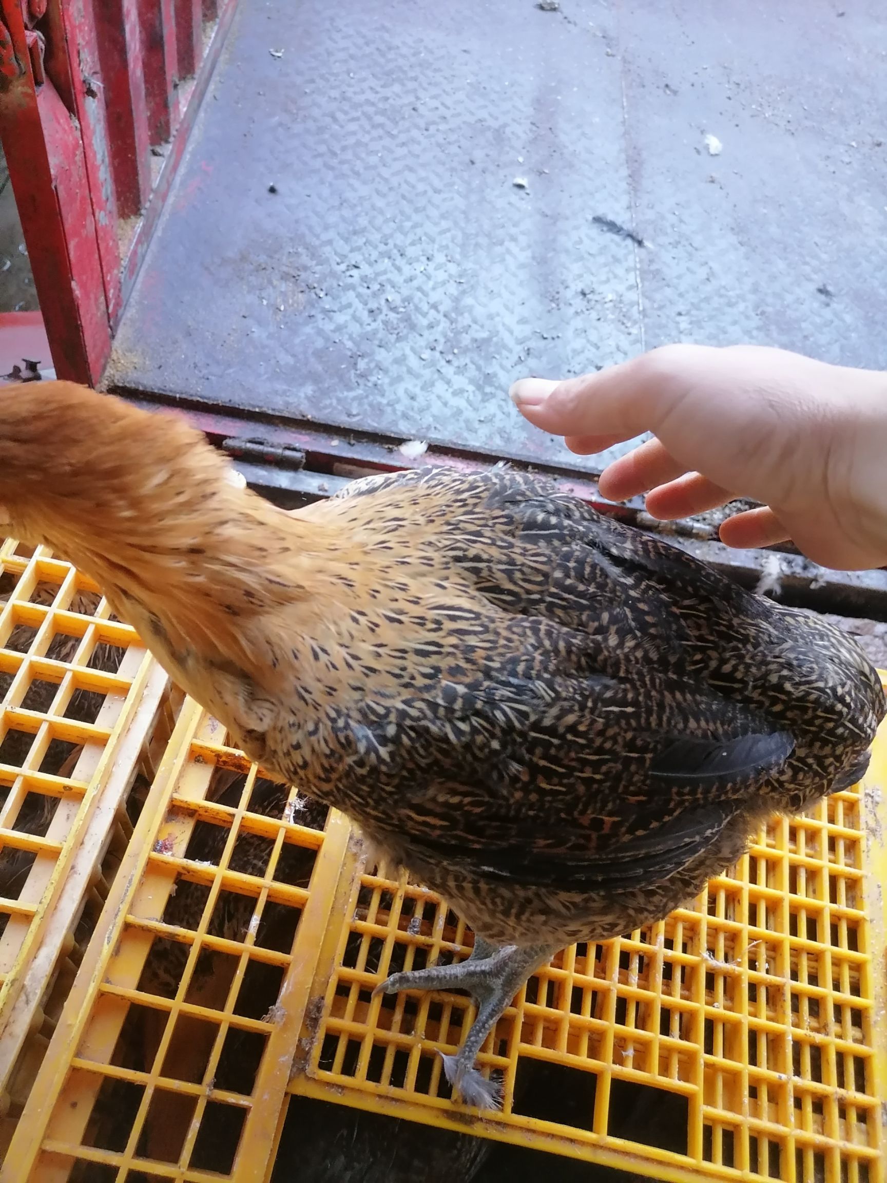 漂亮的青脚肉麻鸡母3斤5一只