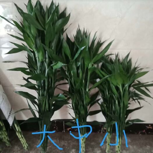 海口富贵竹 
