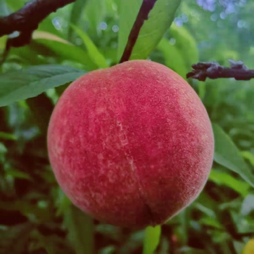 京山市胭脂脆桃  胭脂红 血桃（大）大量供应