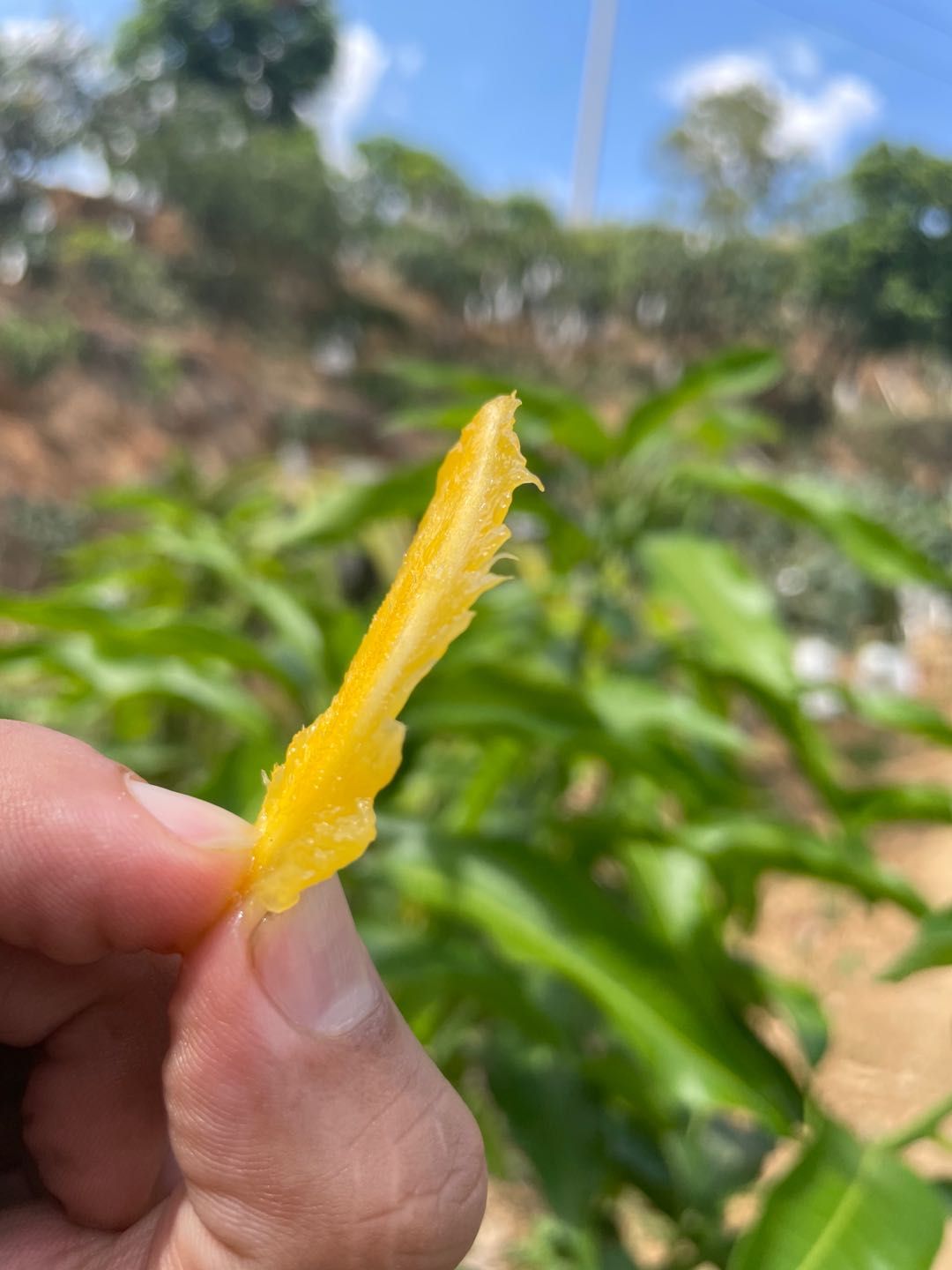 攀枝花小贵妃芒果。