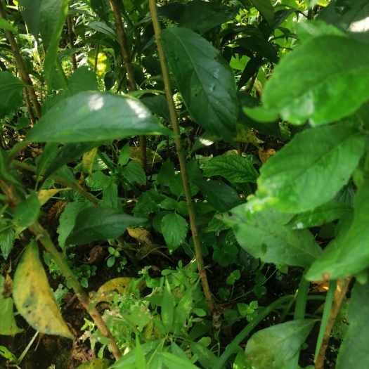 阳朔县蜂糖李树苗  蜂糖李