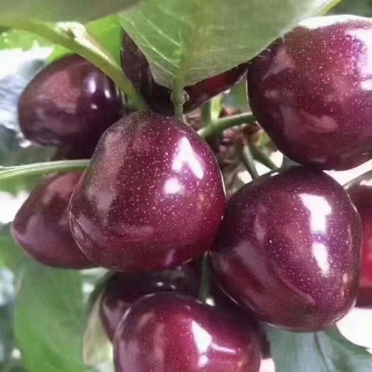 栖霞市美早樱桃  自家果园露天烟台车厘子美早