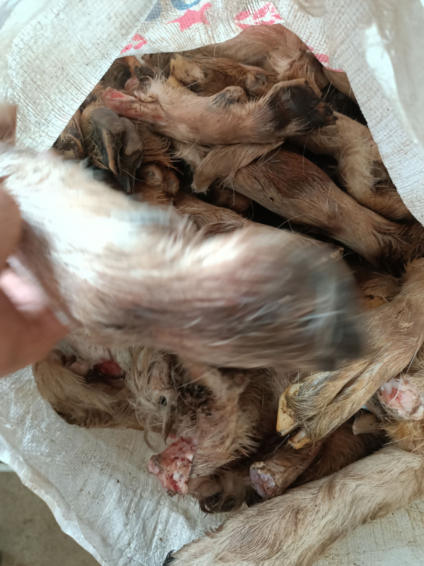 羊蹄  清真绵羊毛蹄