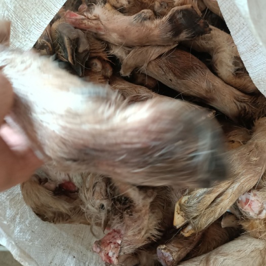 羊蹄  清真绵羊毛蹄
