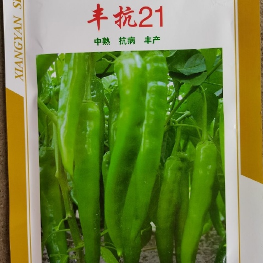 华容县湘研丰抗21浅绿色薄皮辣椒种子抗病辣椒后期果不变短