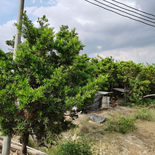 博罗县 大量罗汉松老树，地径10—20公分，