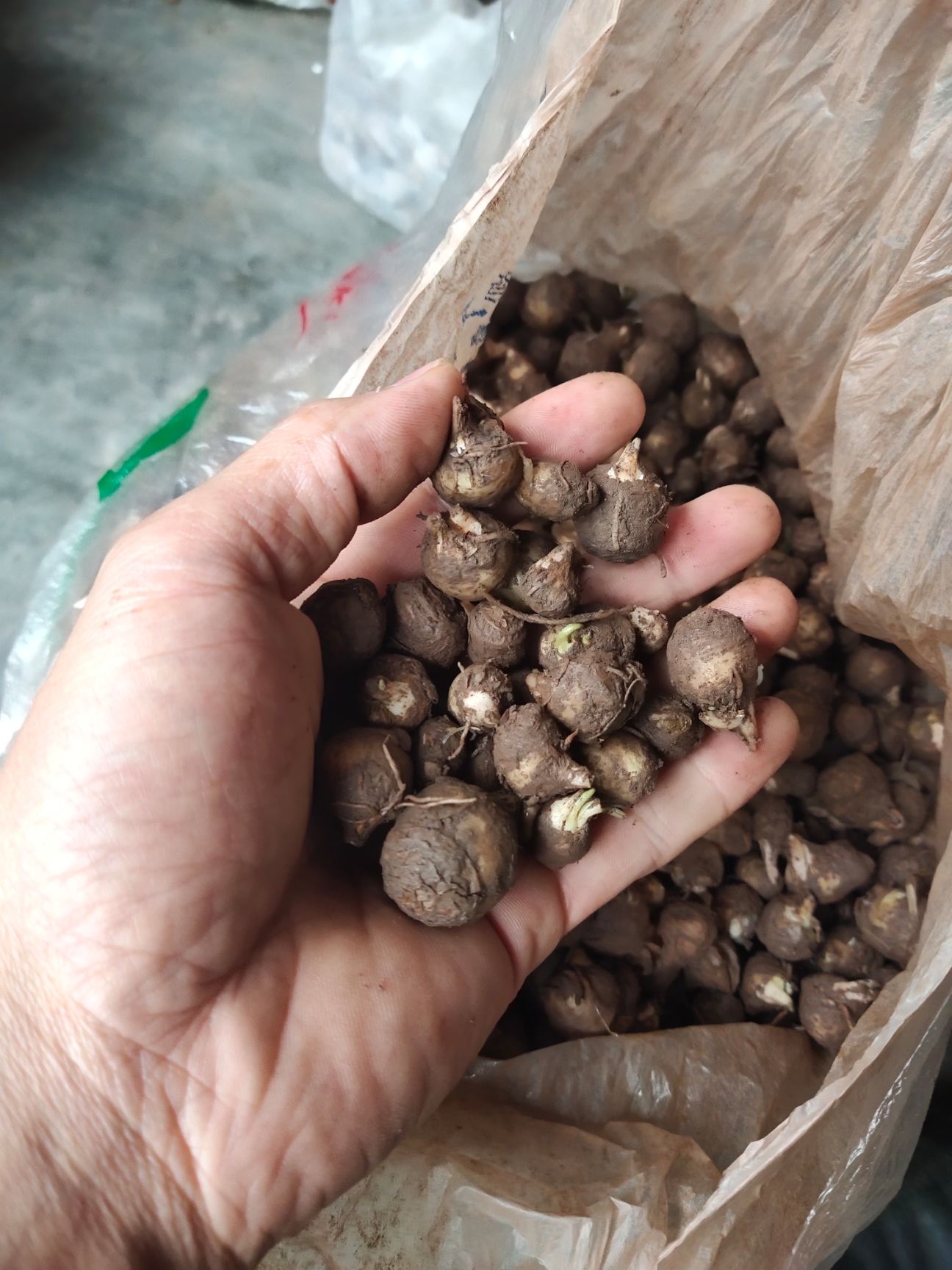 宜宾半夏种苗 麻芋儿，又名蓝星