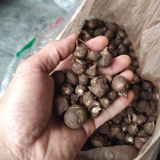 宜宾半夏种苗 麻芋儿，又名蓝星