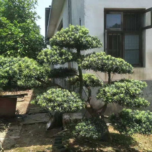 浏阳市小叶罗汉松  精品异型罗汉松
