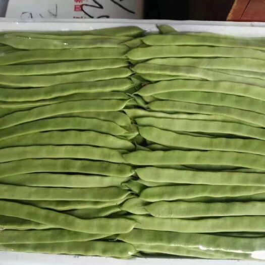 张家口绿龙豆角  张家口大扁豆