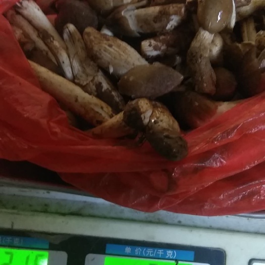 东安县鸡枞菌纯自然界5一7月季节性，好吃的菜。