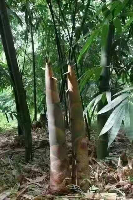 广东省清远市骆坑新鲜竹笋