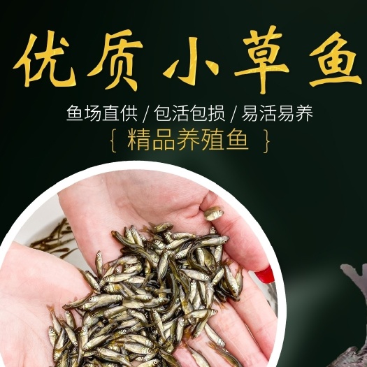 阜阳草鱼鱼苗活体淡水养殖草皖鱼苗半斤食蚊鱼大苗饲料四大家鱼草鱼苗