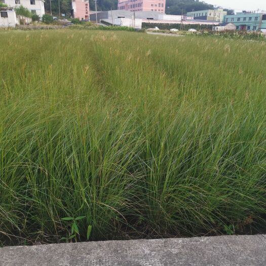 杭州 细叶芒细叶芒小苗
