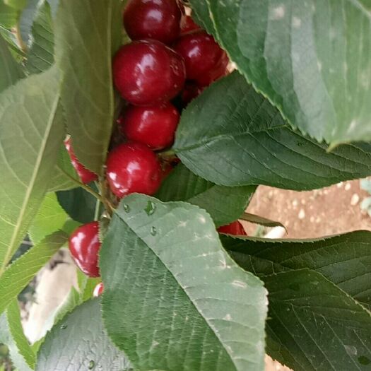 沂源县 萨米脱樱桃
