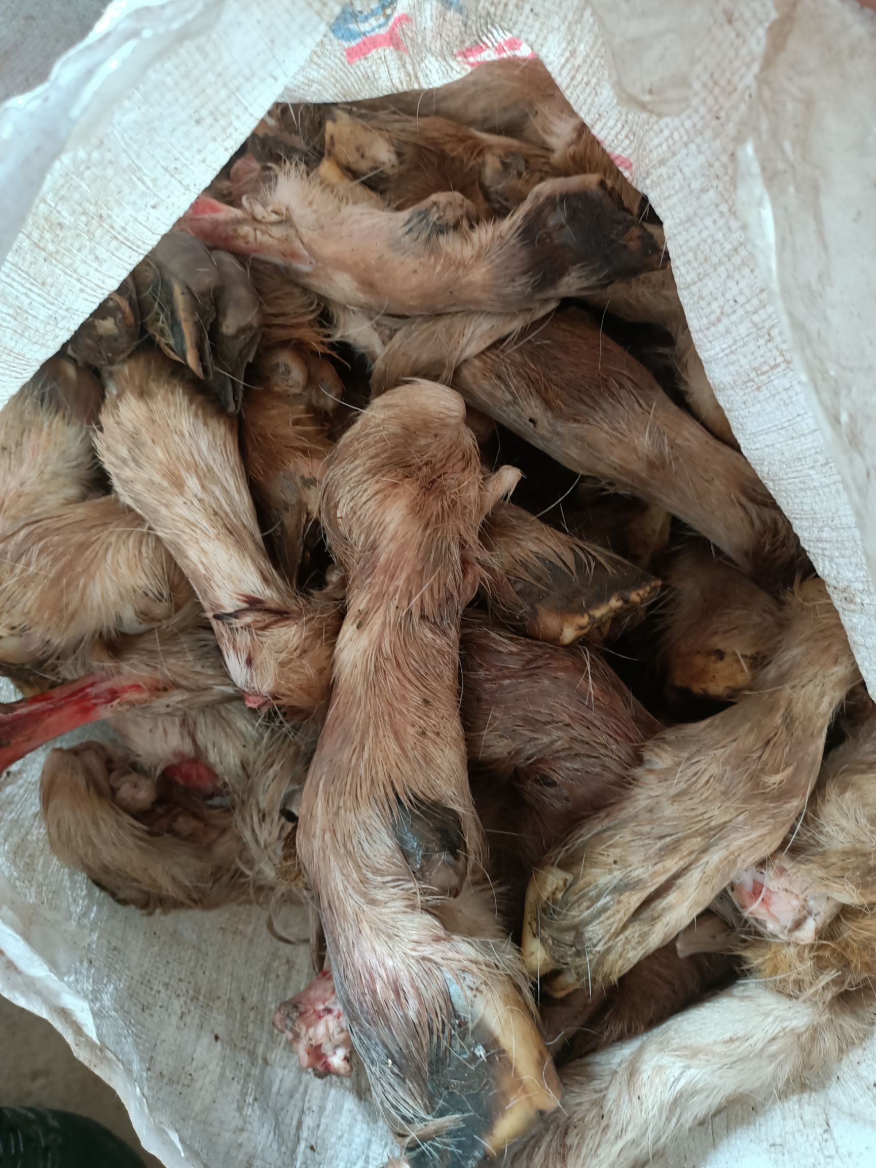 羊蹄  清真绵羊毛蹄