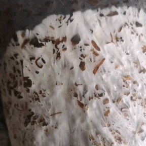 大球盖菇菌种  供应赤松茸栽培种，免费提供技术，回收产品