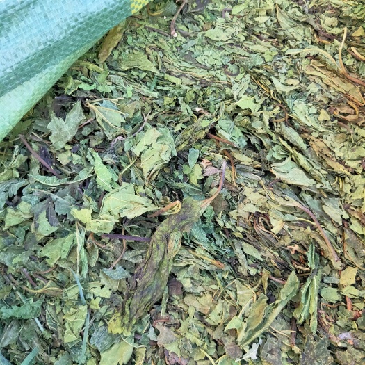 陆良县 桑叶