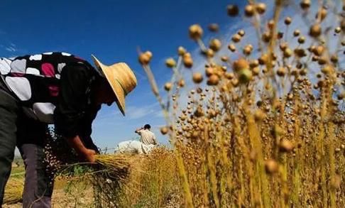 原产地保护品牌《湖畔格桑花》冷榨亚麻籽油