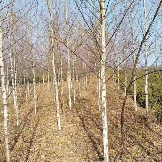 定西桦树苗 甘肃白桦树，5公分白桦，6公分白桦，7公分白桦