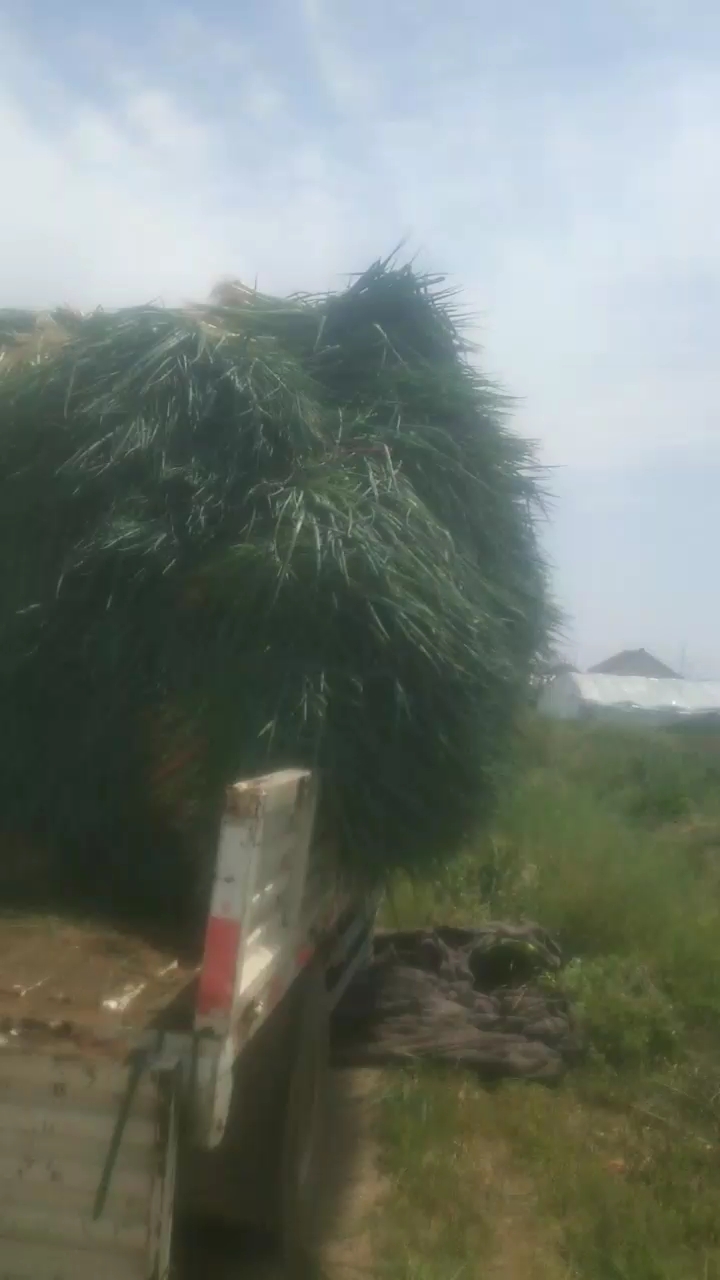 铁杆大葱苗 精品铁杆钢葱苗继续发货，品种优，粗度均匀 ，保证质量，信誉好