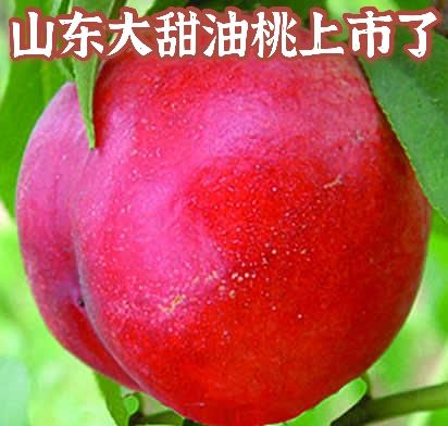 黄油桃 山东桃子大量上市