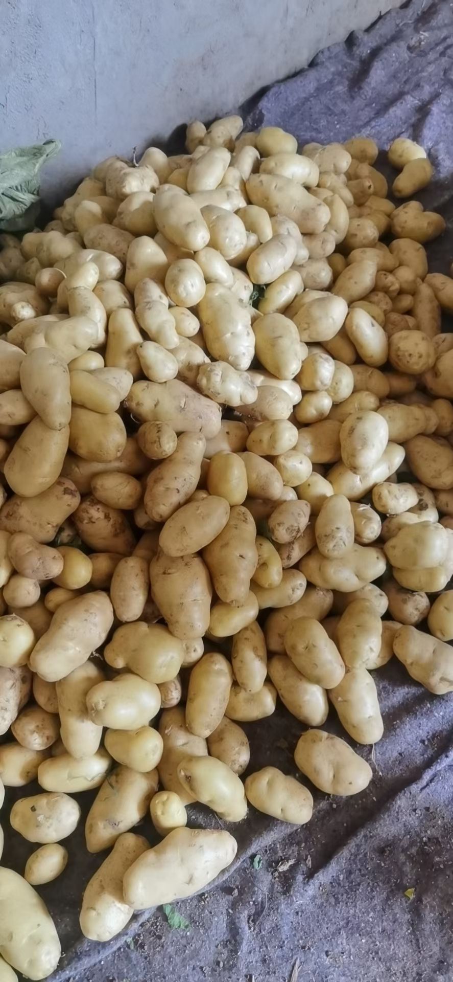 荷兰806 颜色好 形状好