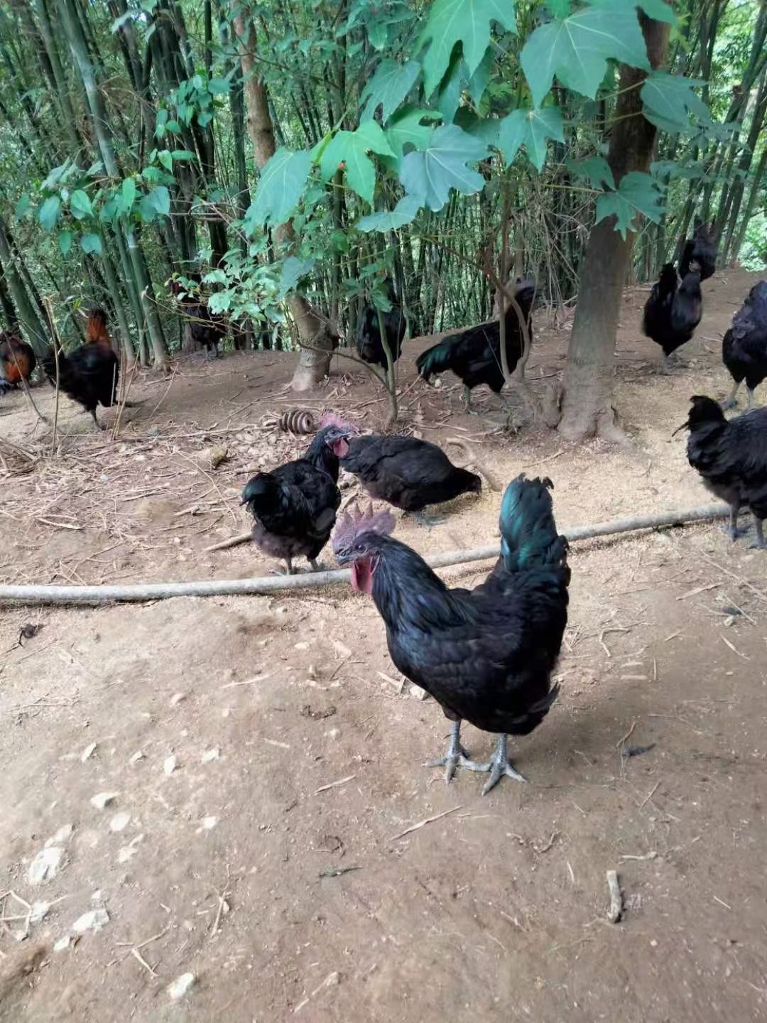 乌鸡黑乌鸡 跑山乌骨鸡  散养跑山鸡 乌皮鸡 黑羽乌鸡
