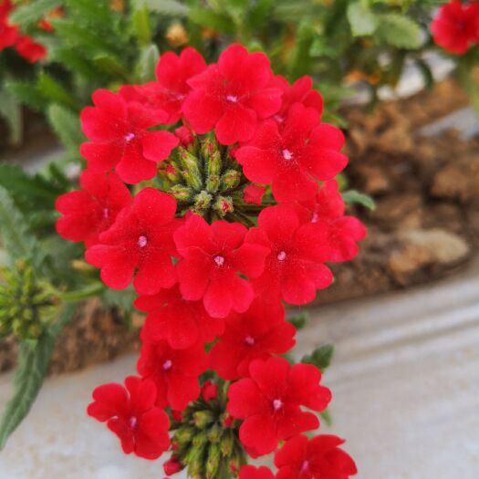 喀喇沁旗细叶美女樱 盘试花草