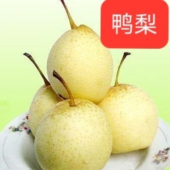 阜城县鸭梨 河北省衡水市阜城县 