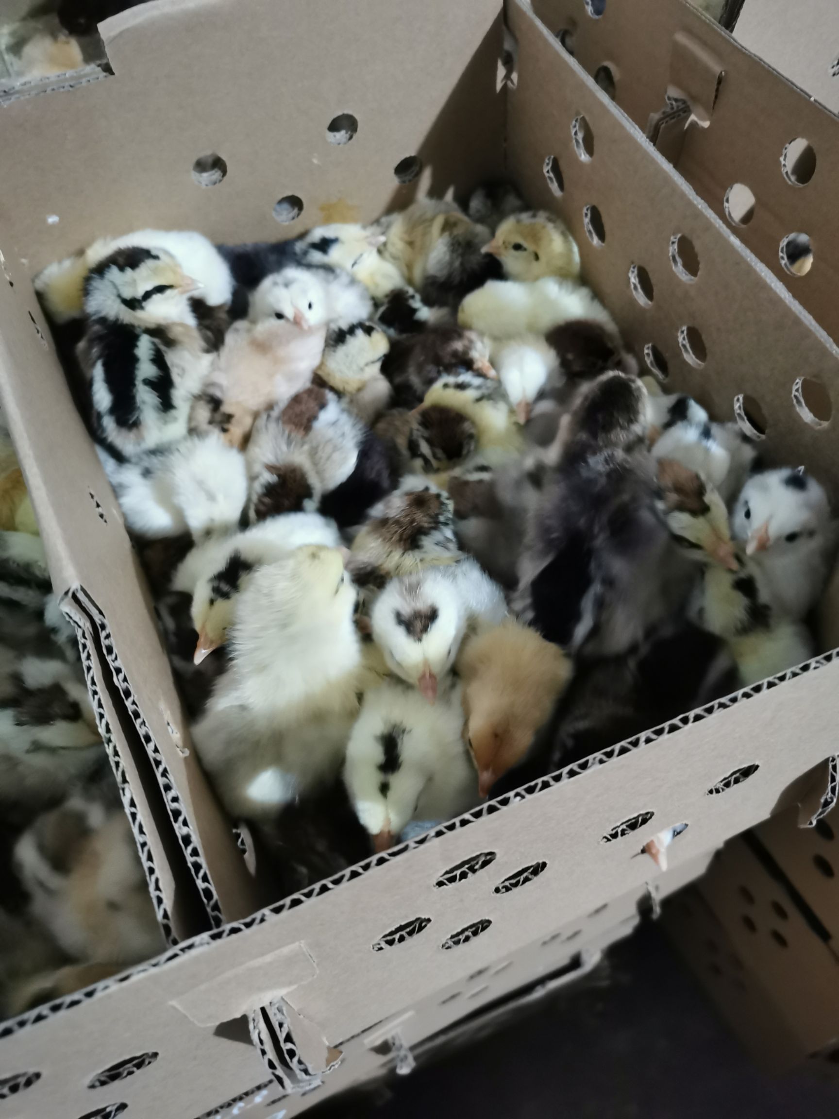 芦花鸡苗  厂家直销鹊山鸡苗放养鸡土鸡苗