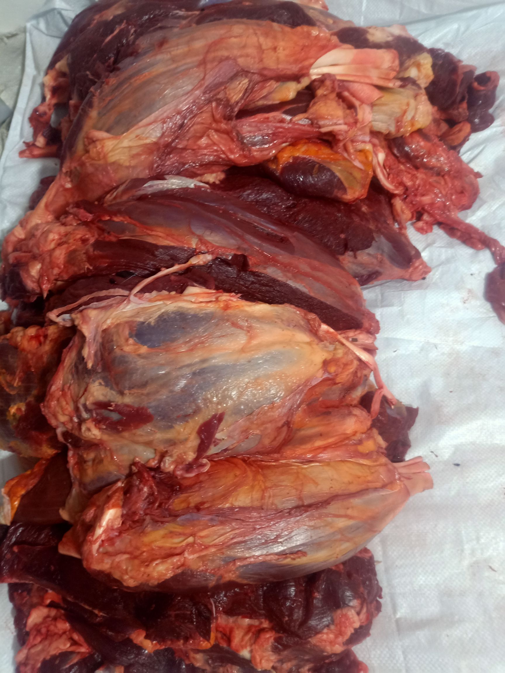 牛肉类  纯草地黄牛公牛，西门塔尔牛