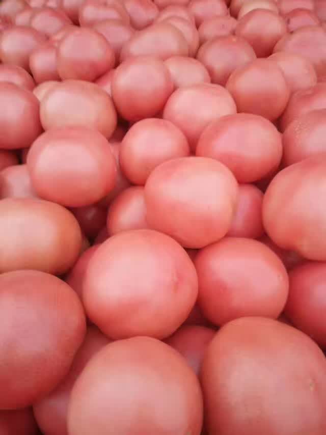 硬粉西红柿  精品西红柿！大量有货！价格不高！