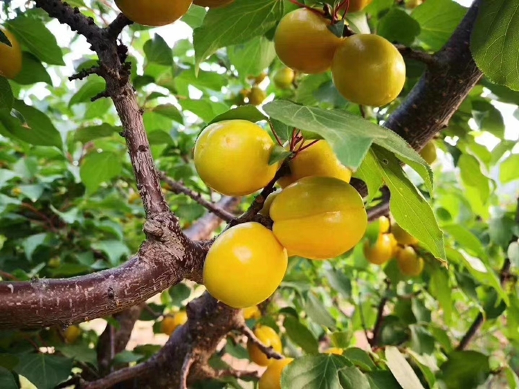 蒙阴当季新鲜珍珠油杏，金钱油蟠桃