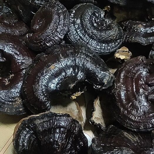 冠县黑灵芝，不苦菌香味浓郁。产地灵芝自产自销量大优惠