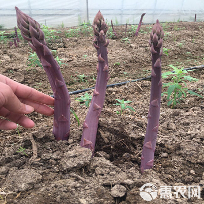 芦笋根  紫色芦笋苗抗病性强现挖现售可盆栽丰产稳产适宜四季栽