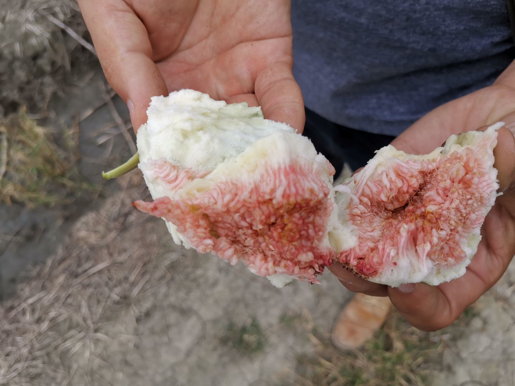 玛斯义陶芬  红皮无花果，基地直供，波姬红，