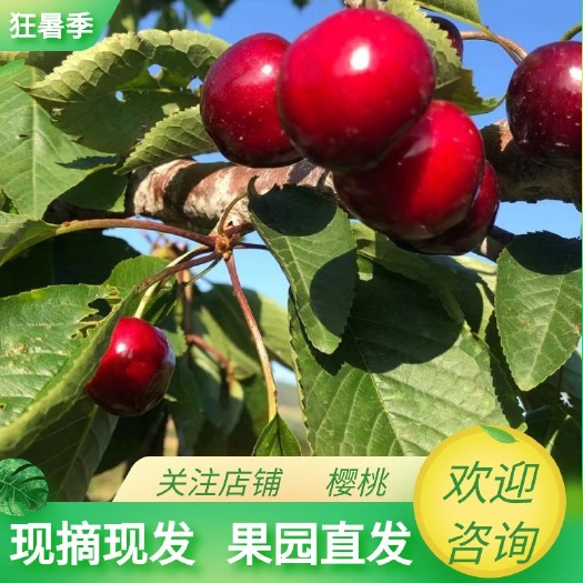 美早樱桃  美早
