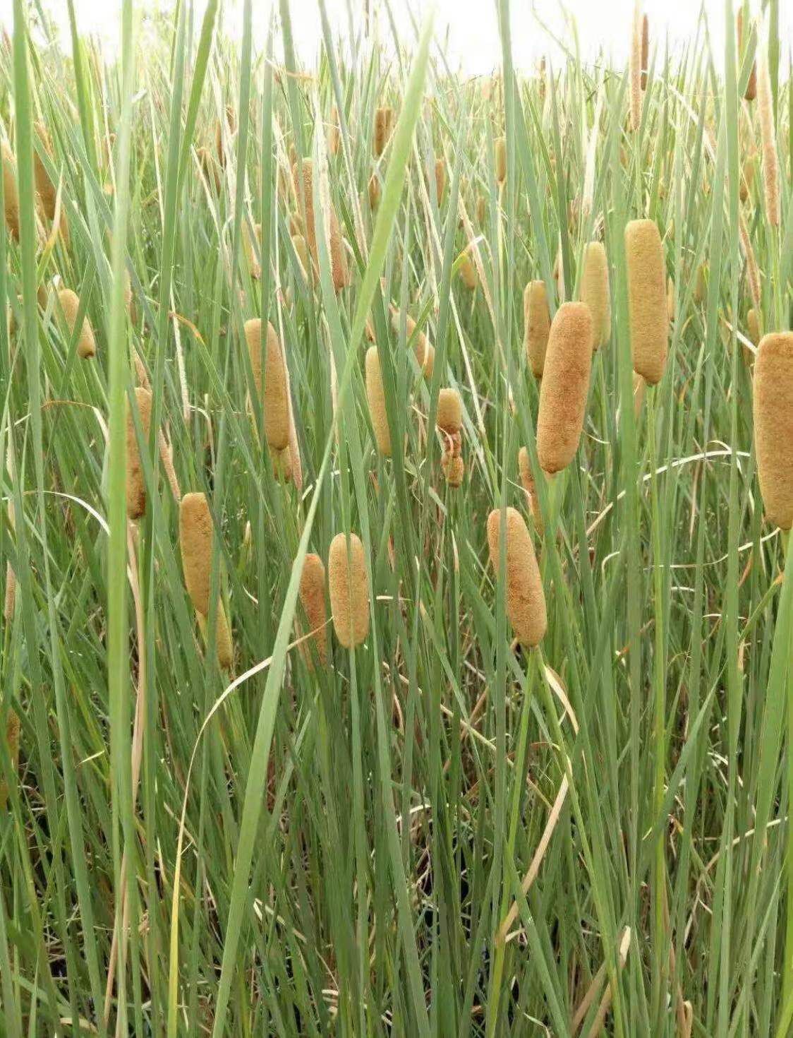 香蒲 水烛 盆栽香蒲 基地自产自销 量大价优