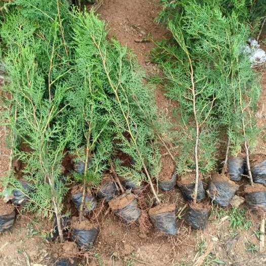 临沂 侧柏苗 侧柏杯苗 雨季造林用侧柏大苗