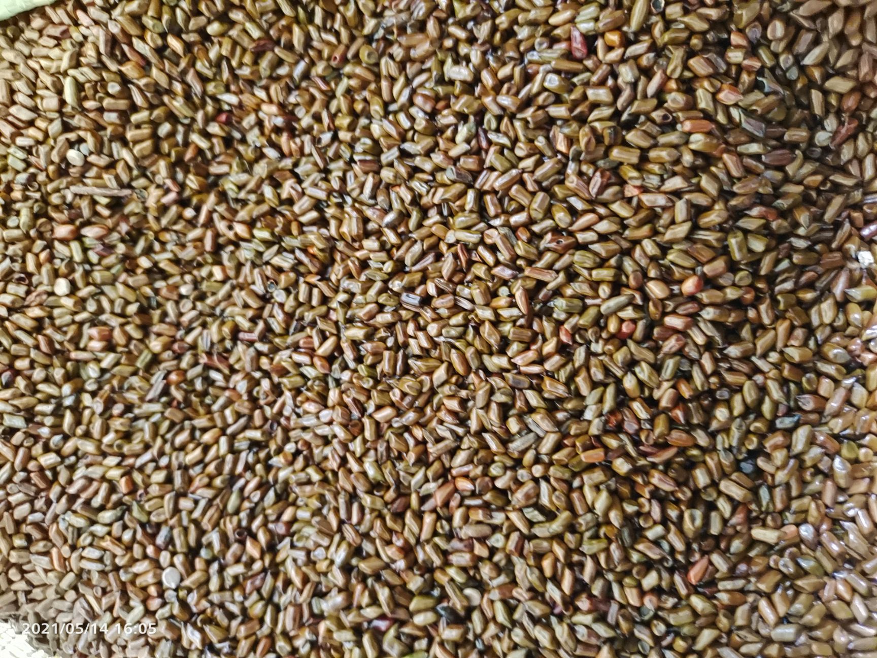 决明子批发零售，干净，颜色好颗粒均匀