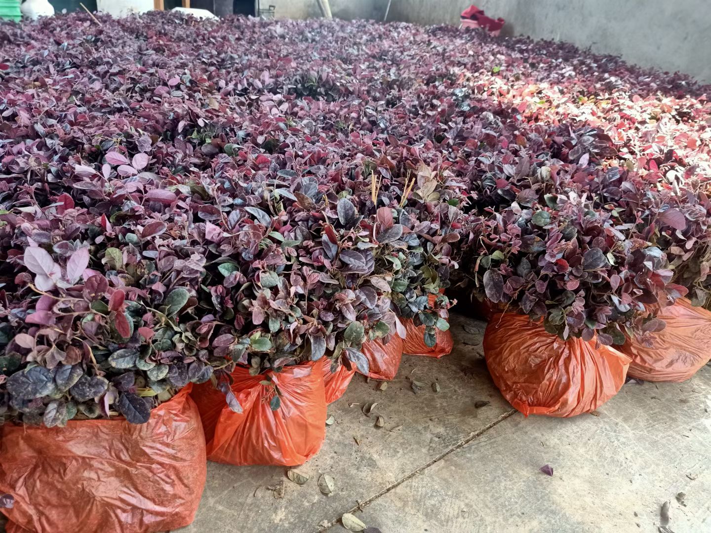 黑珍珠红继木  扦插小苗