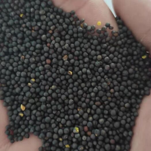 满洲里市油菜籽 俄罗斯非转菜籽