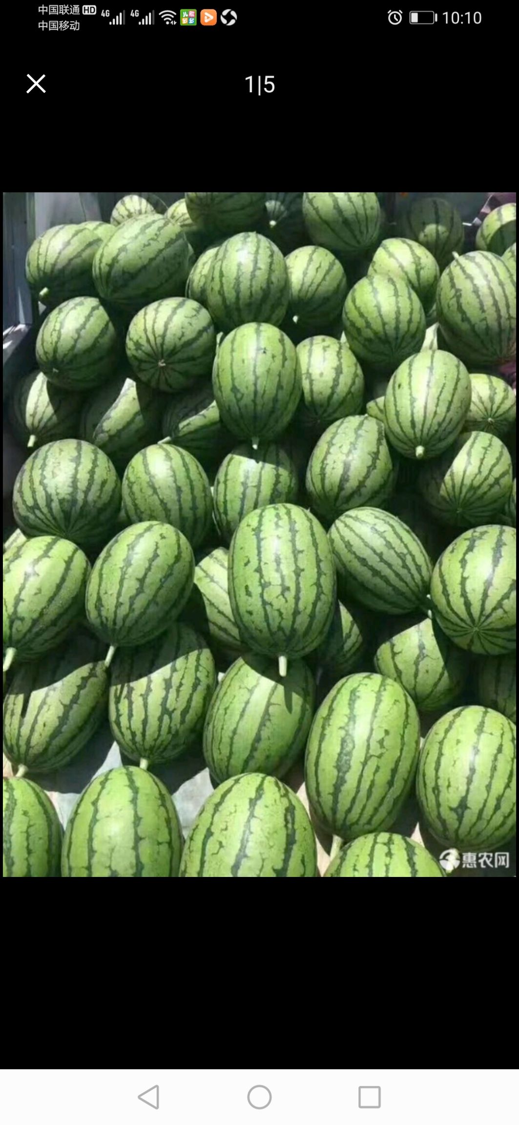 吊西瓜  北京庞各庄小西瓜 皮薄肉厚  清脆爽口  欢迎订购