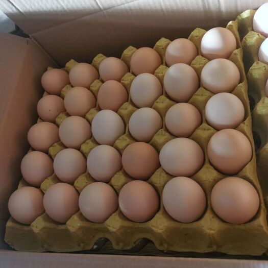 菏泽粉壳蛋 精品粉蛋