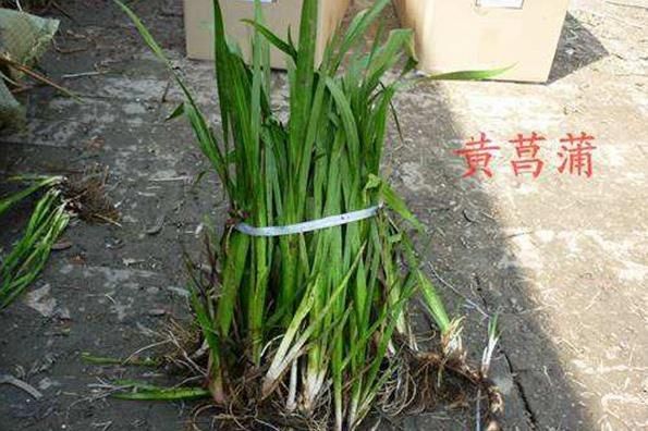 红花荷 抗水抗旱易成活